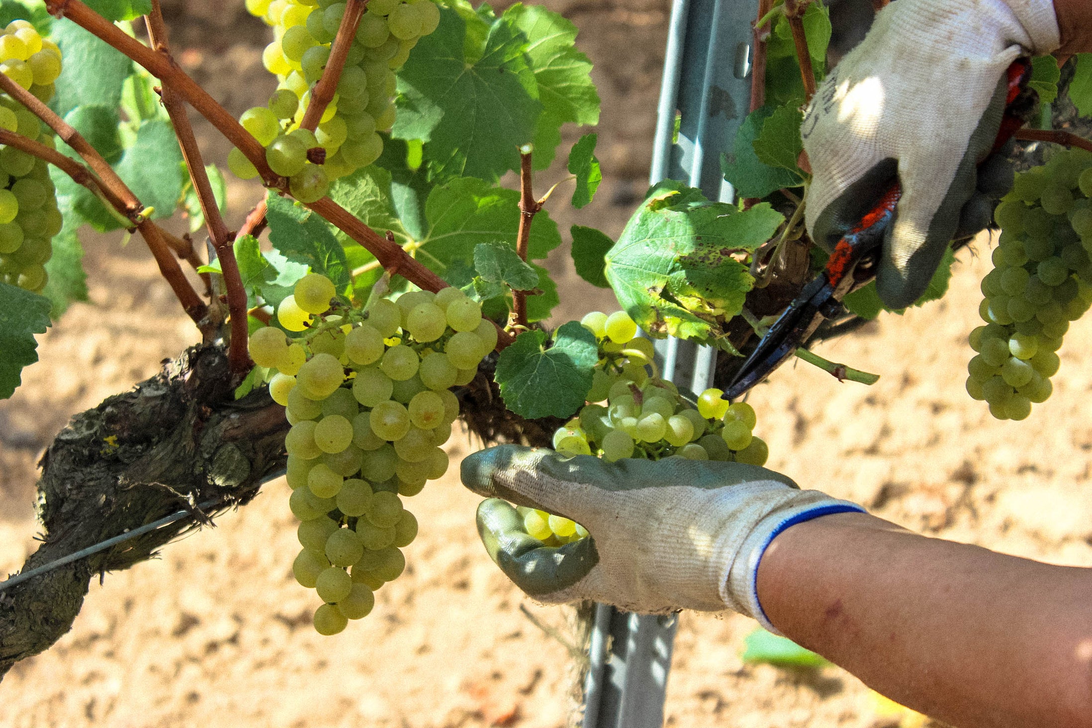 Burbujas sostenibles para un brindis comprometido